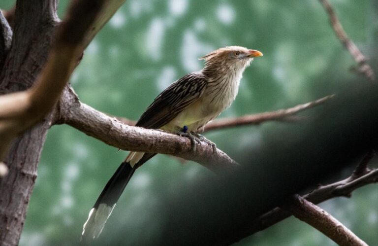 guira cuckoo