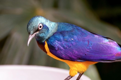 golden-breasted starling