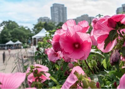 pink hardy hibicus with chicago buildings in the background