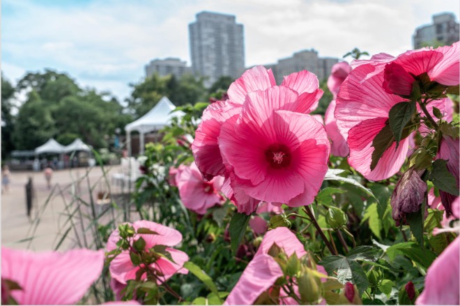 pink hardy hibicus with chicago buildings in the background