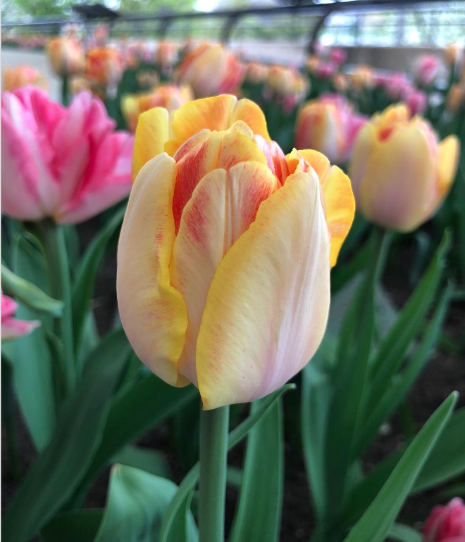 close up of a tulip