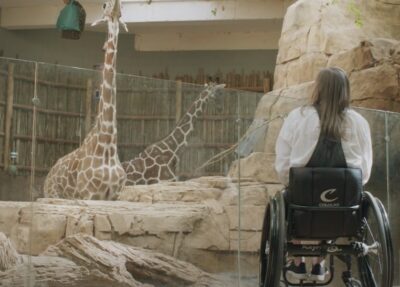 woman in wheelchair looking at giraffes