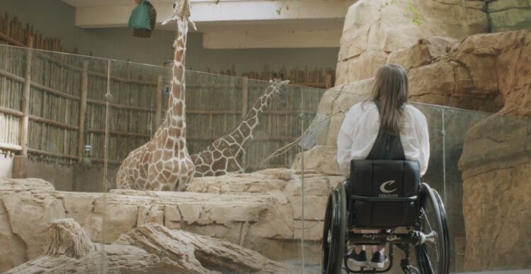 woman in wheelchair looking at giraffes