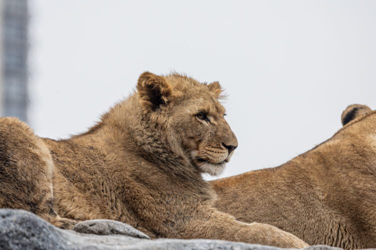 african lion on rock