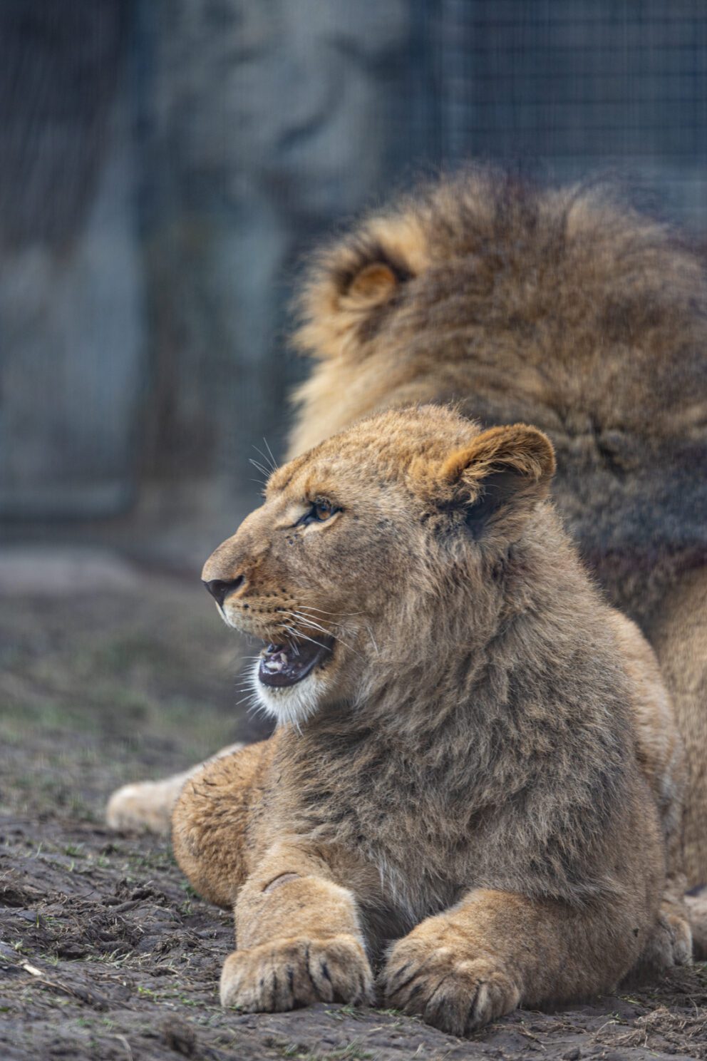 lion cub