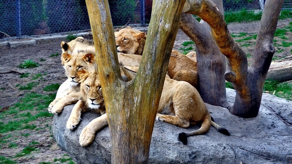 lions after reintroduction