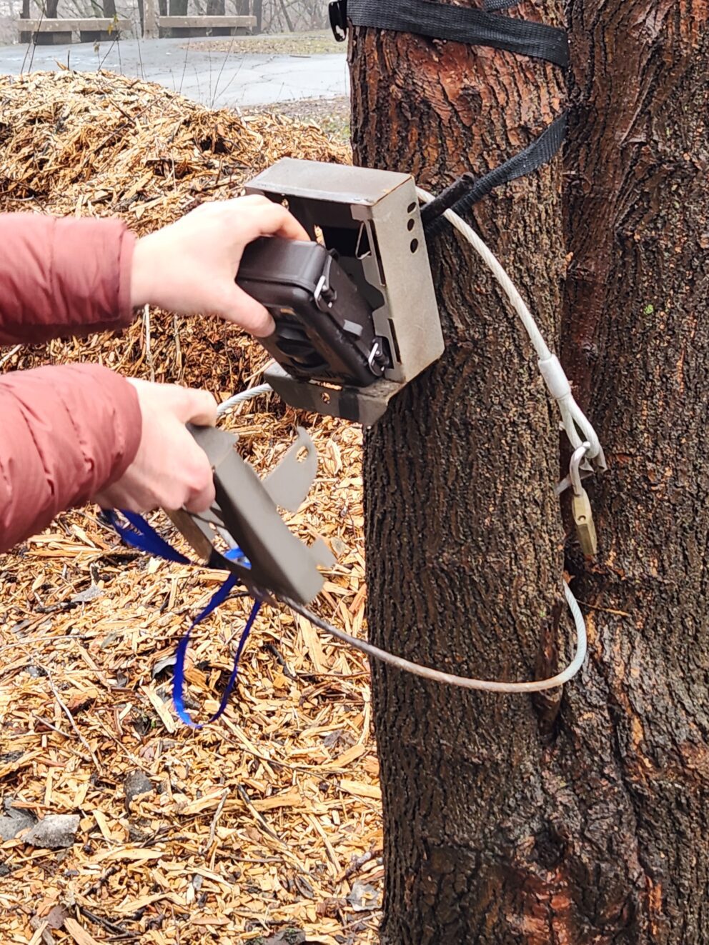 Liza Lehrer opens camera trap