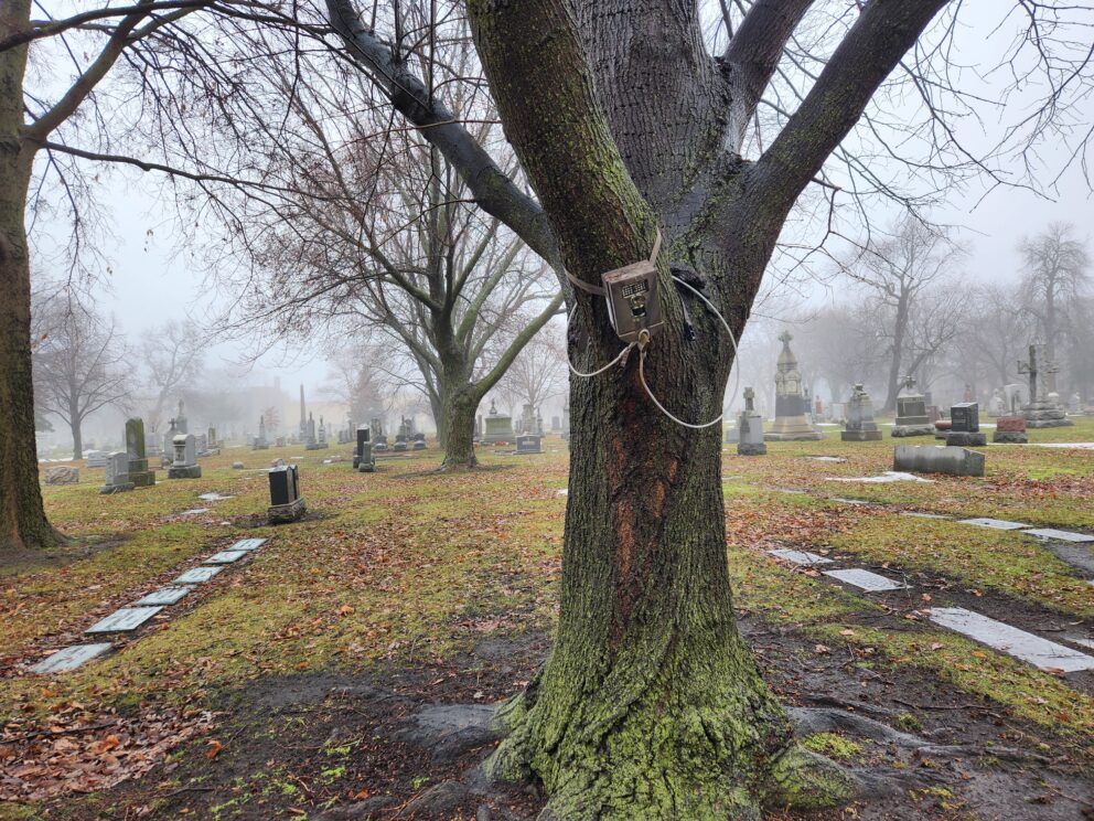 graveyard camera trap