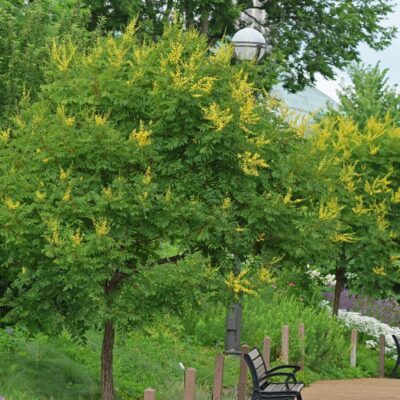 golden rain tree
