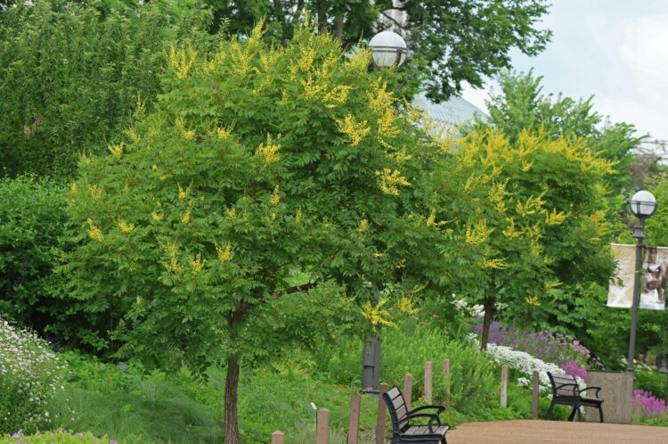 golden rain tree