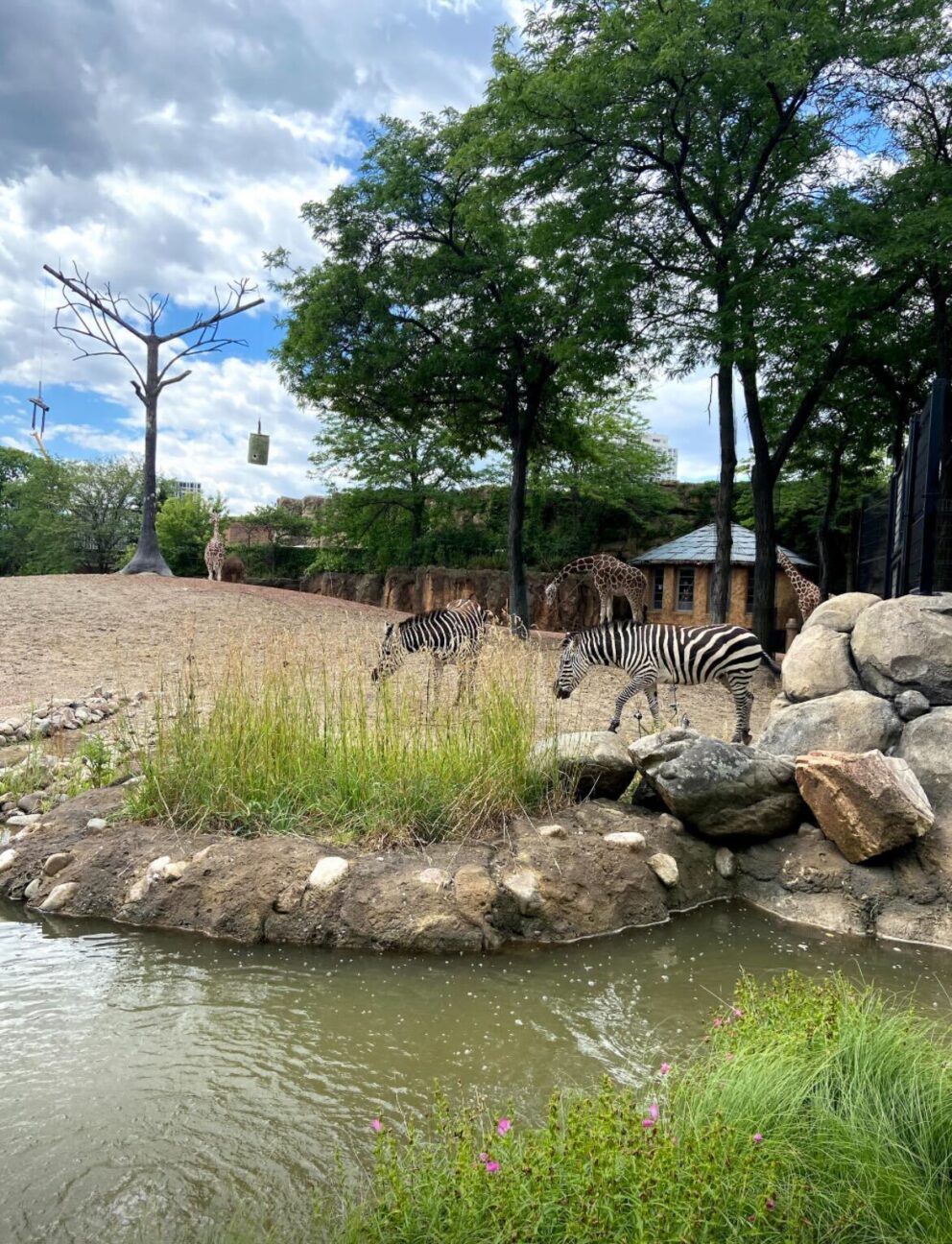 zebra and plants