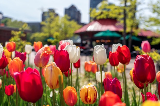 tulips in front of eadie levy's landmark cafe