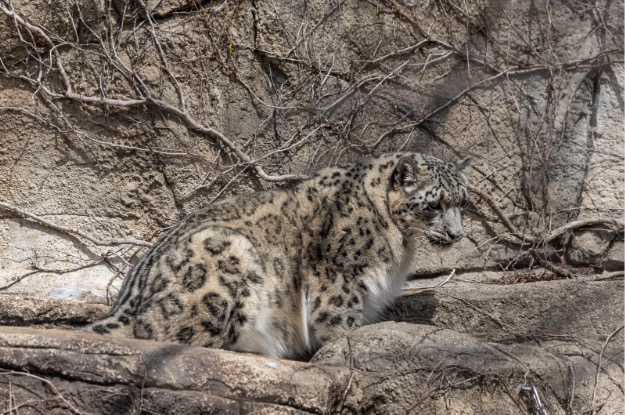 snow leopard