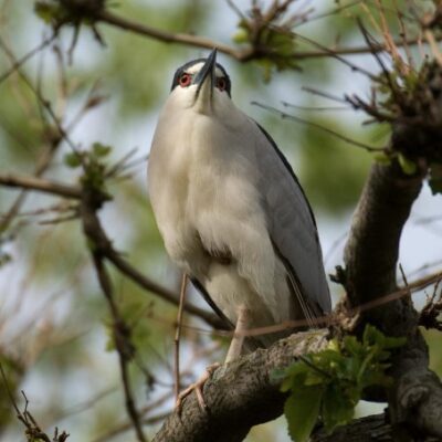 black crowned night heron 2019
