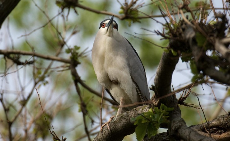 black crowned night heron 2019