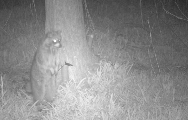 camera trap racoon image