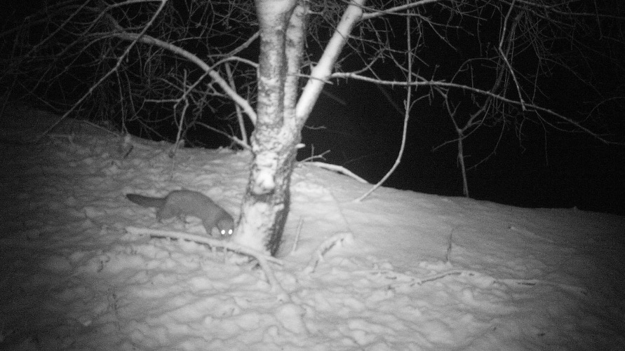 mink camera trap imag