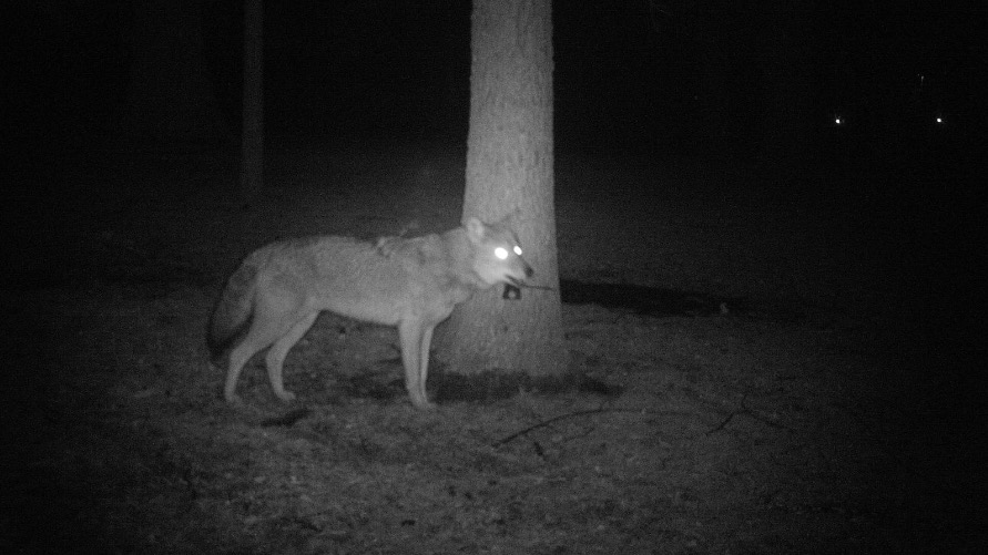 coyote camera trap image