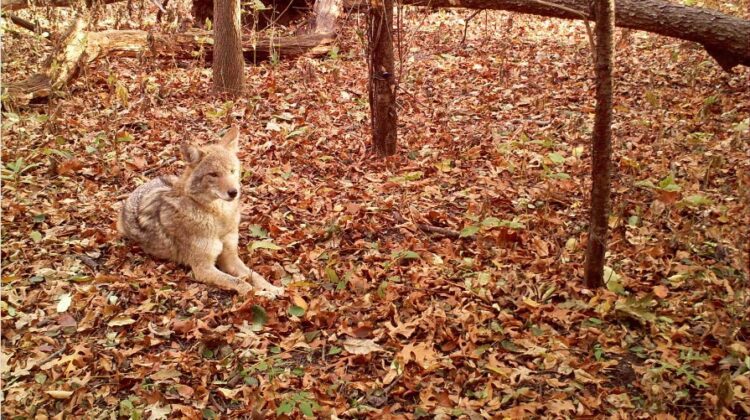 coyote camera trap image