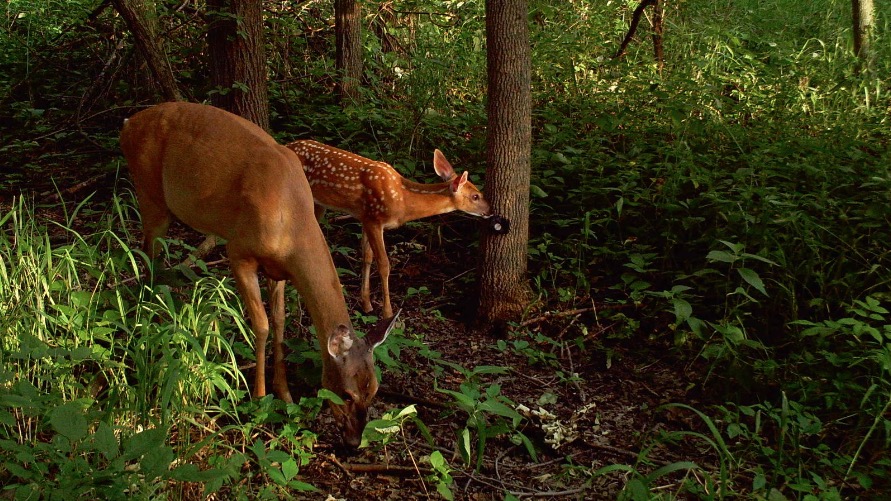 deer and fawn camerat trap image