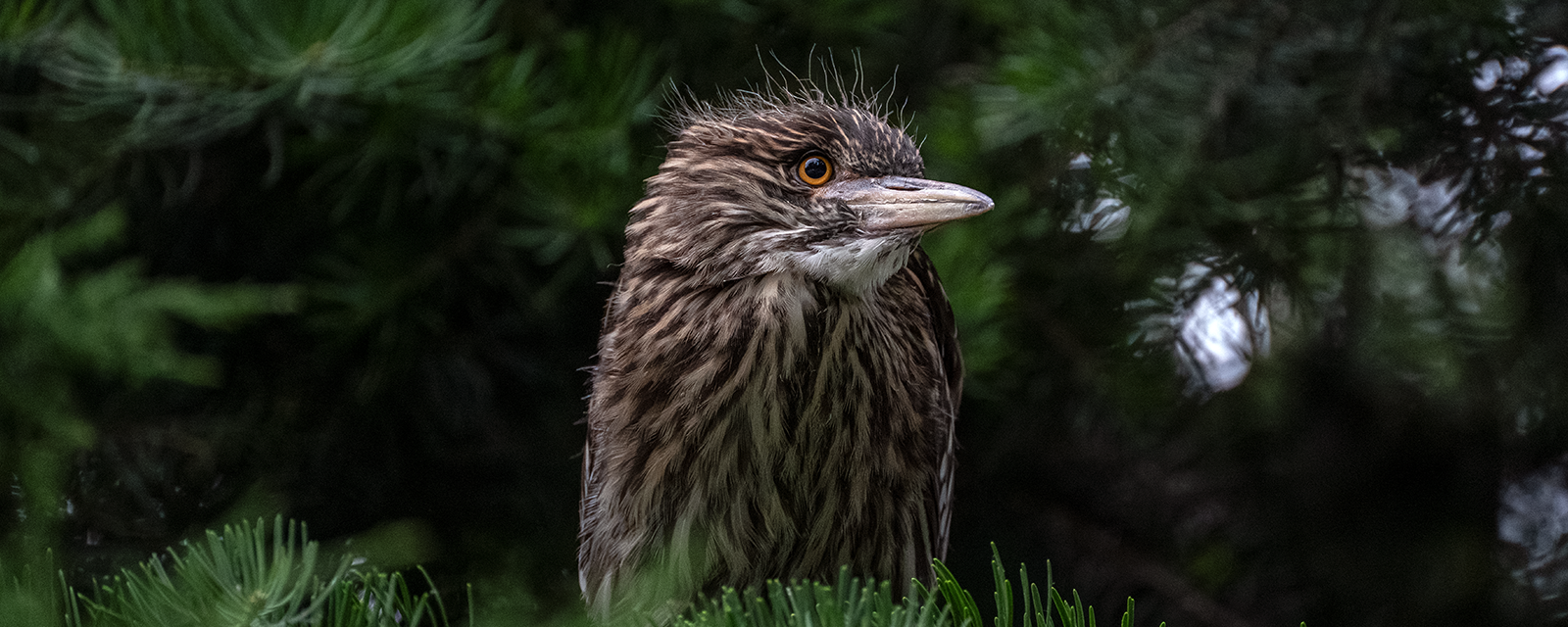 Black-crowned Night Heron
