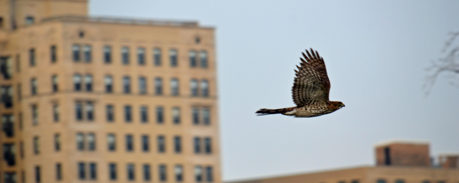 Birds of Prey
