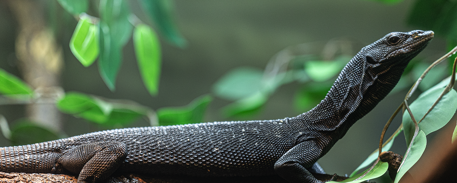 Black Tree Monitor