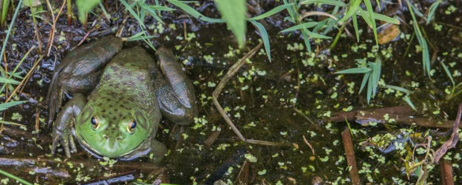 Frogs