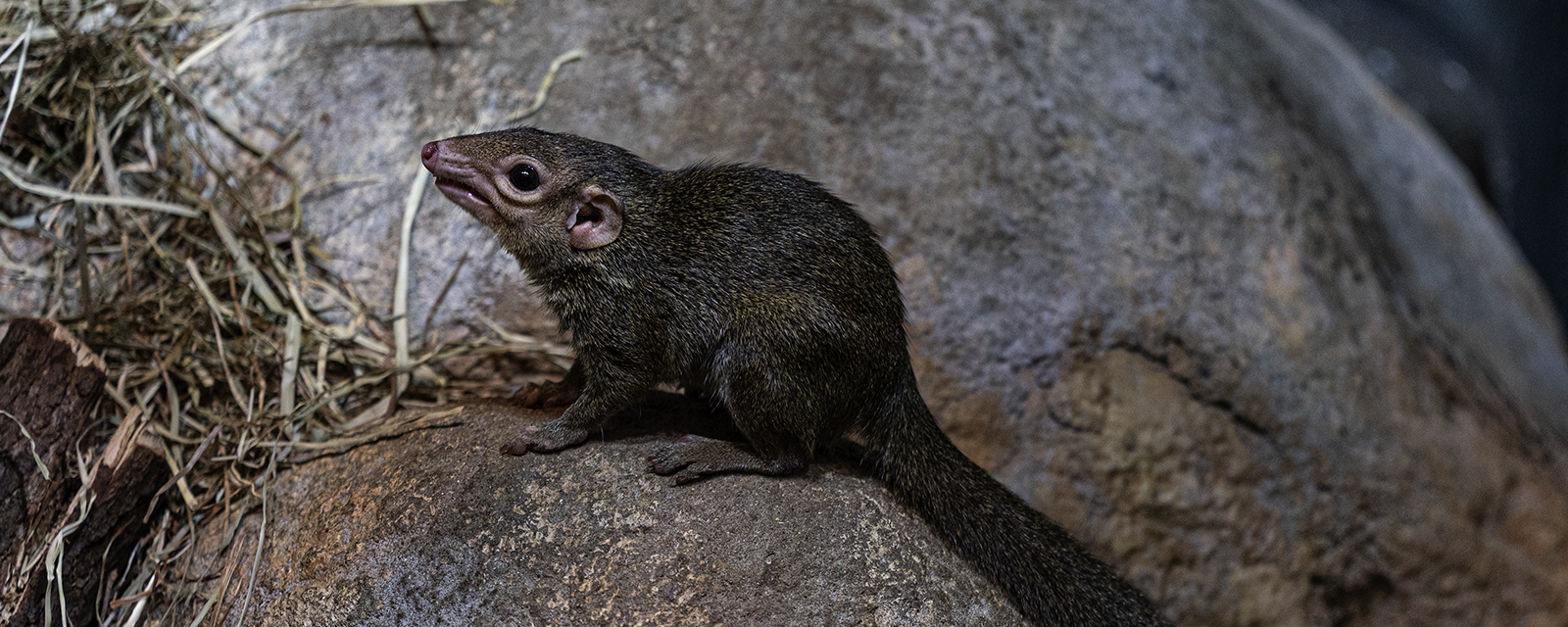 Northern Tree Shrew