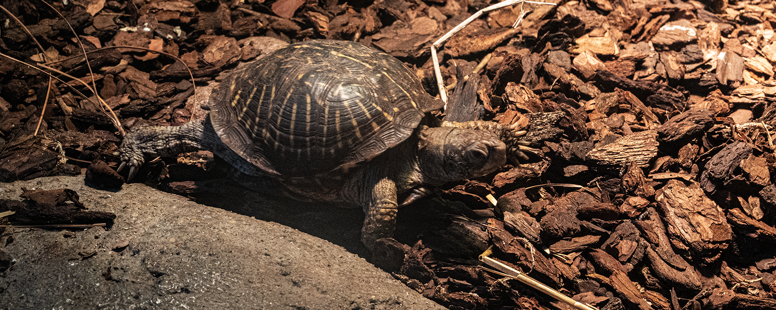 Ornate Box Turtle