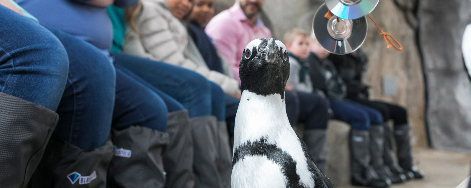 Malott Family Penguin Encounter