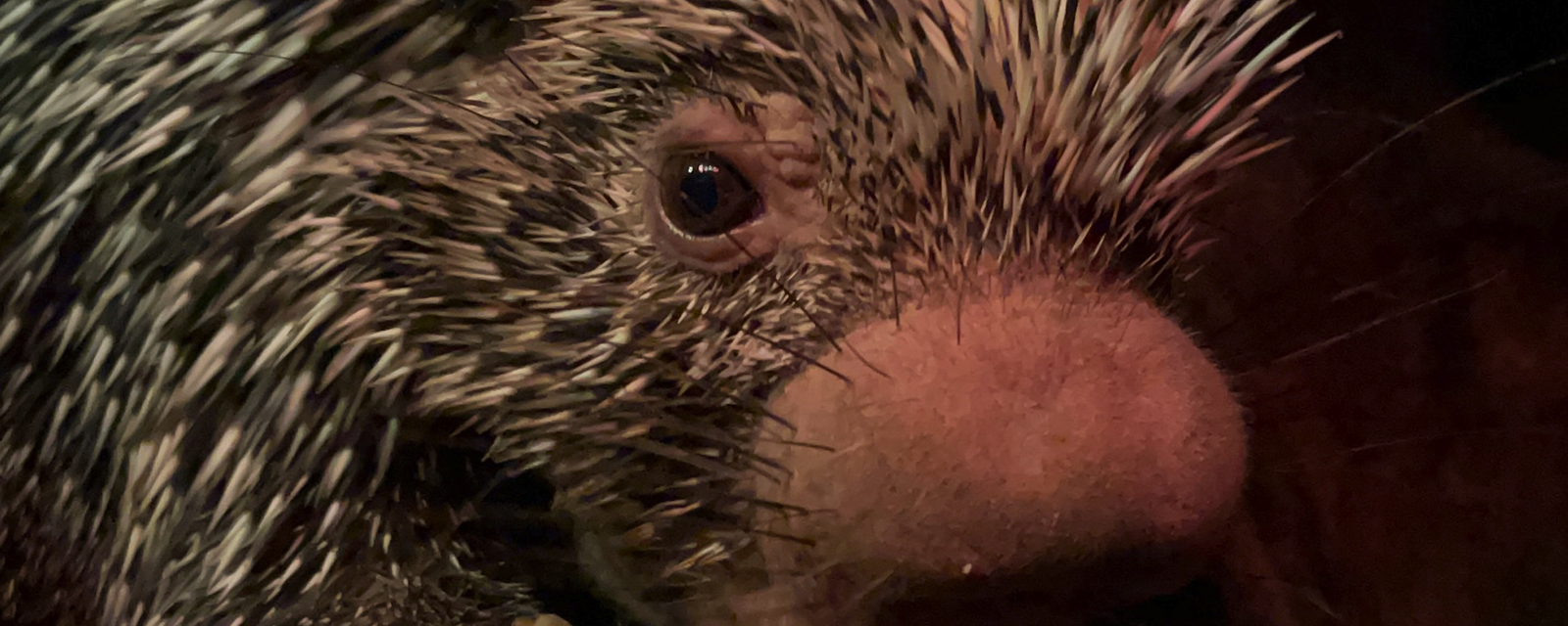 Prehensile-tailed Porcupine