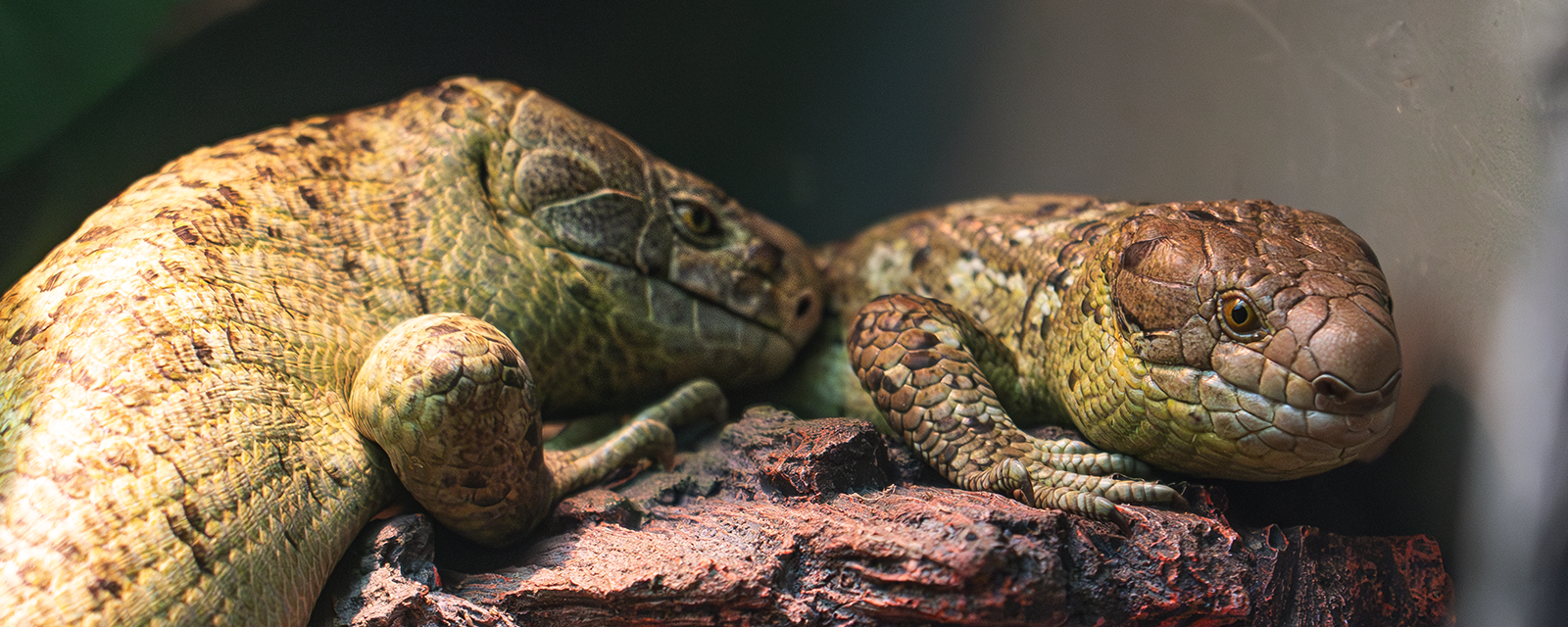 Prehensile-tailed Skink