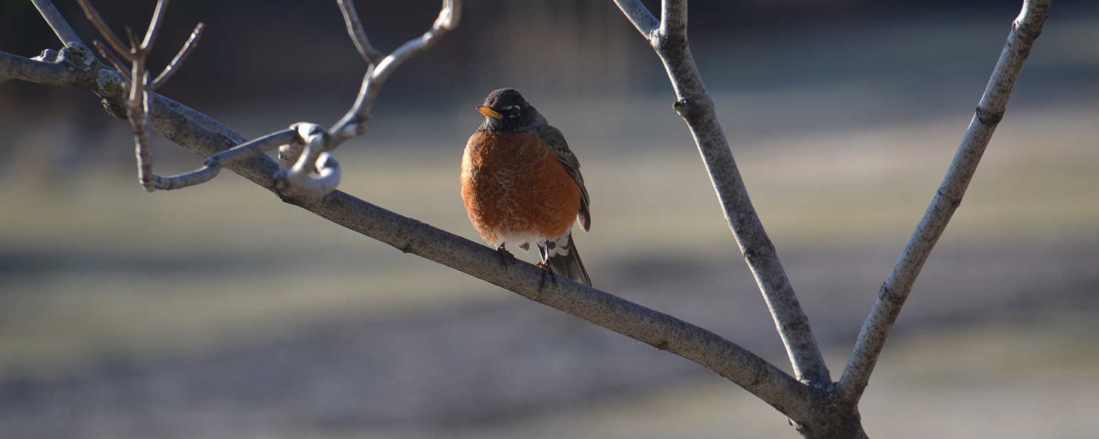Songbirds