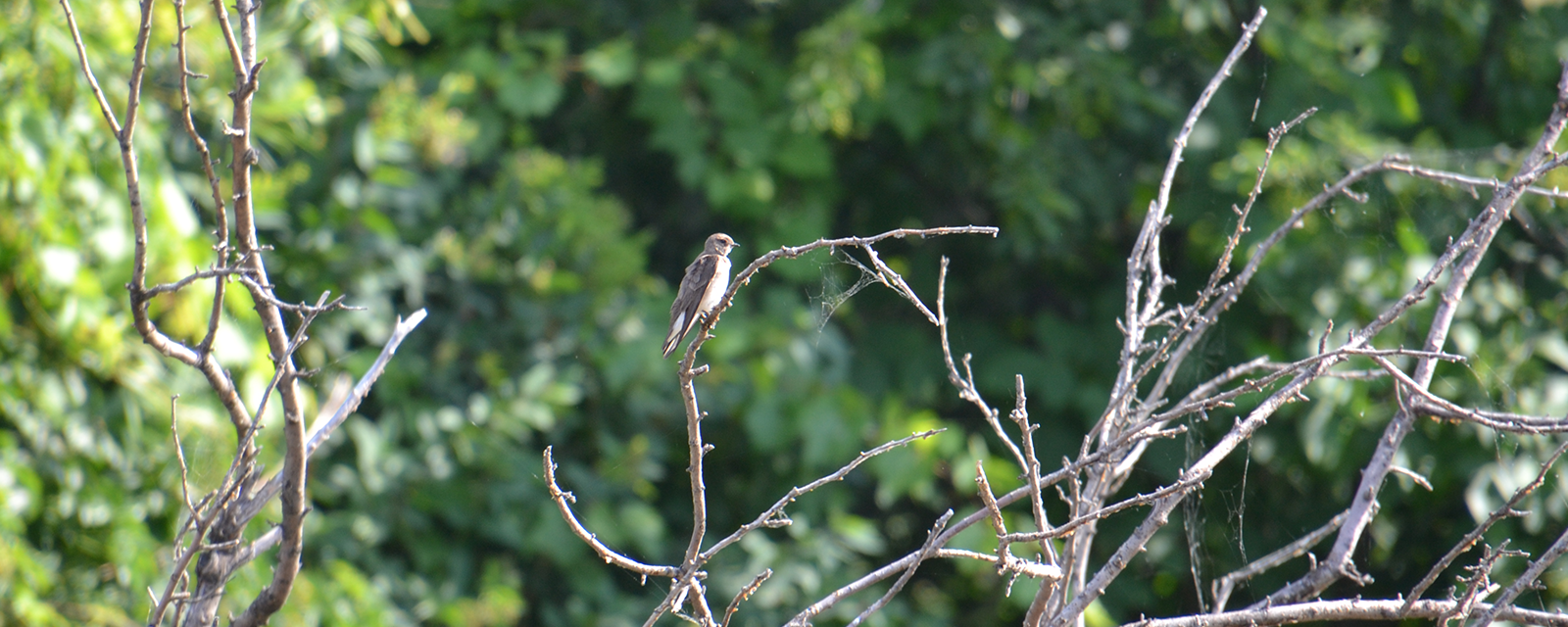 Swifts and Swallows