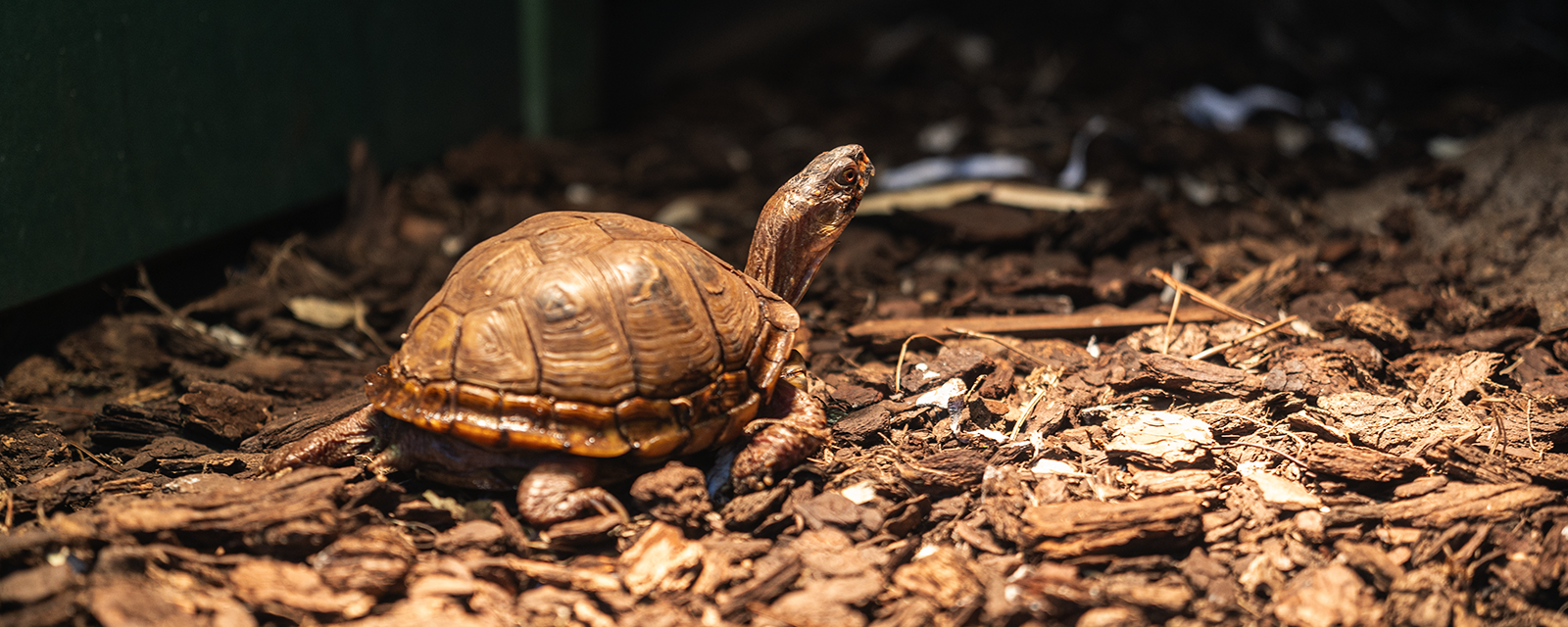 Three-toed Box Turtle