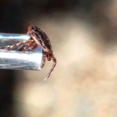 tick on tweezers