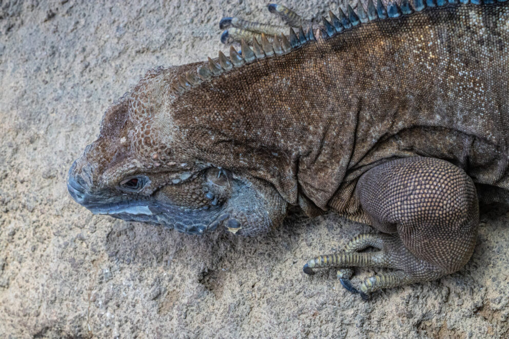 Edwin Jamaican iguana
