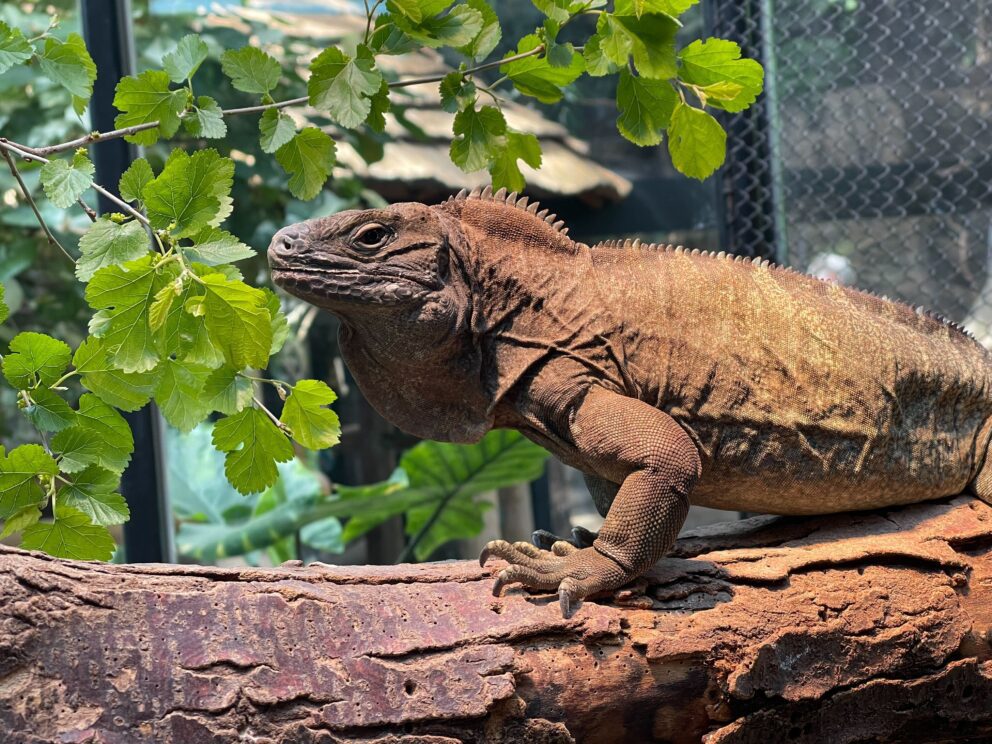 Hellshire Jamaican iguana
