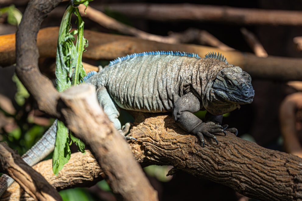 Hope Jamaican iguana