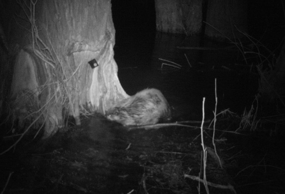 beaver camera trap shot