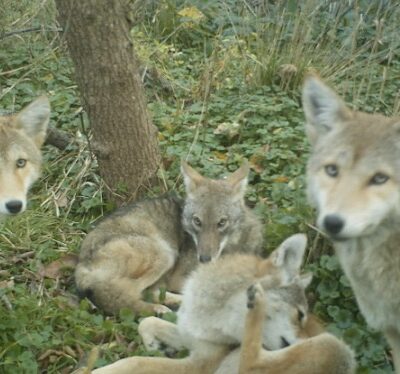 camera trap red fox image
