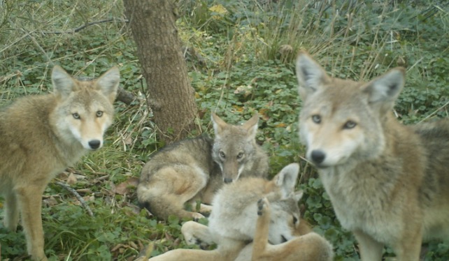 camera trap red fox image