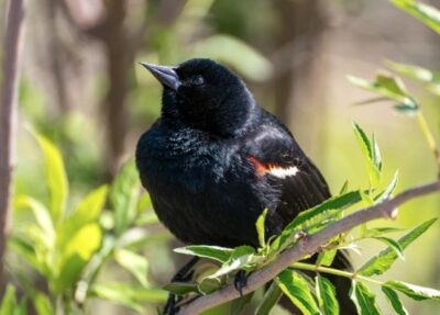 red-winged blackbird