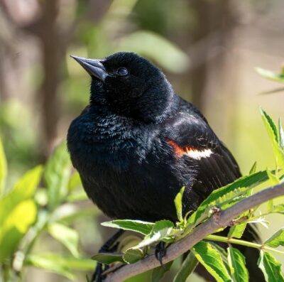 red-winged blackbird