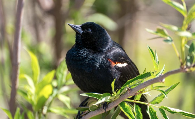 red-winged blackbird