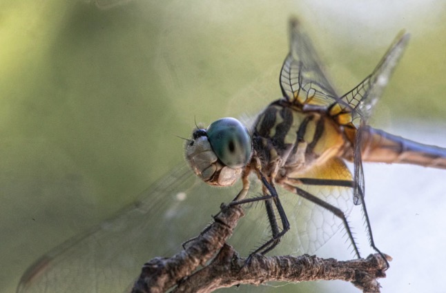 close up dragonfly