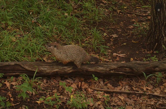 woodchuck in forest