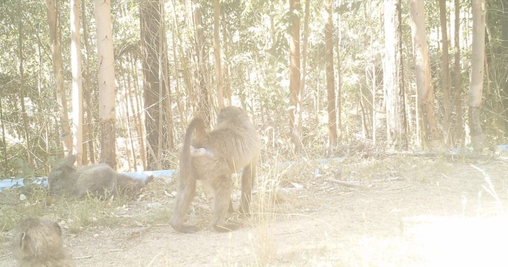 uwin camera trap image monkey