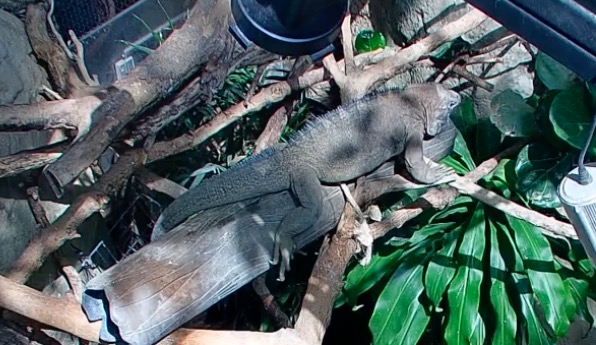jamaican iguana on zoolife.tv